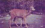 A Ten Pointer Buck Deer Postcard P41095
