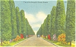 Scenic Street in Florida Postcard Linen p4727