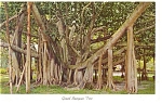 Giant Banyan Tree Postcard p8722