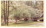 Southern Pines NC Springtime in Sandhills Postcard p8783